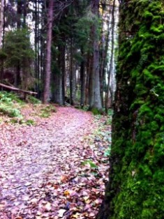 Skog Änggårdsbergens reservat