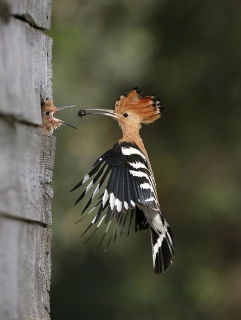 Cool fågelbild - Barribo 